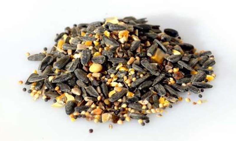 [220203_3991] Alimentation pour oiseaux (Granulés de graisse)